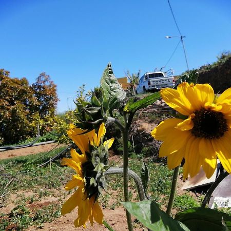 Green Village. Tony Frias. Fasnia Esterno foto