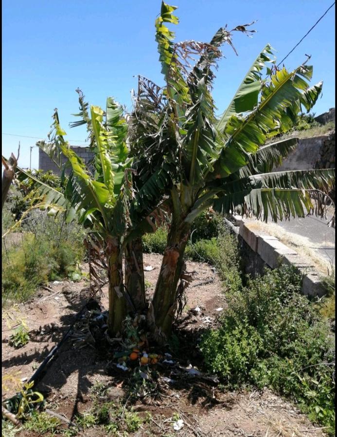Green Village. Tony Frias. Fasnia Esterno foto